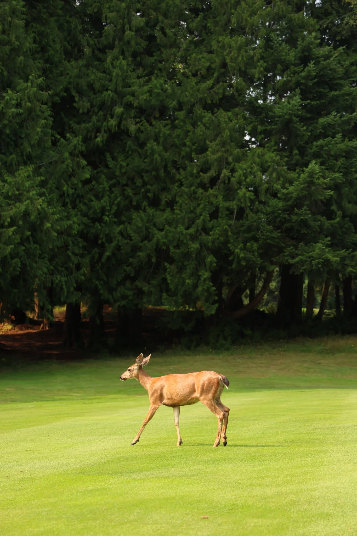 AslanClassic2026-069.jpg