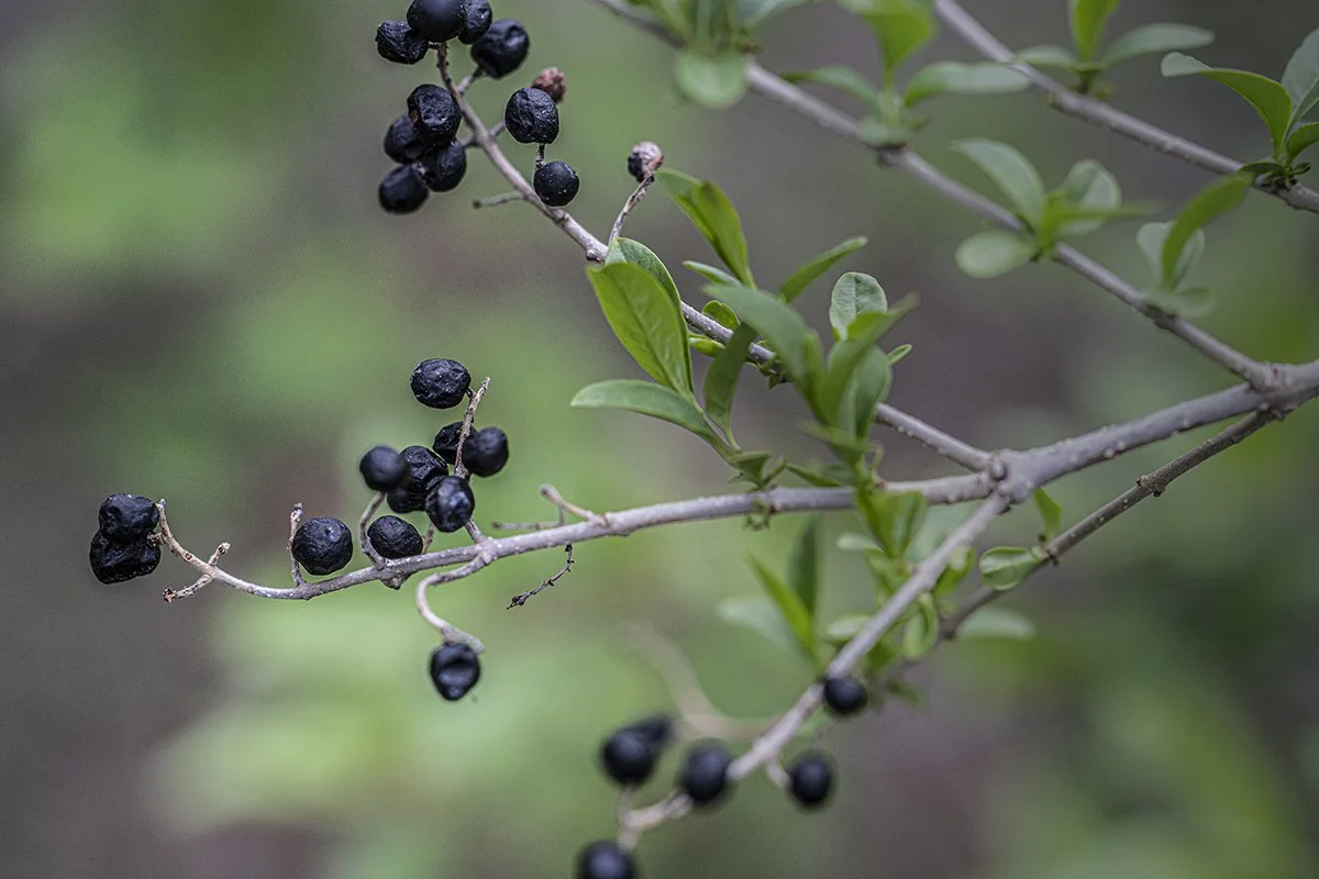 Wild Berry Stillness