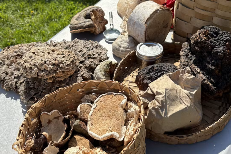 Vineyard Forager’s Hike