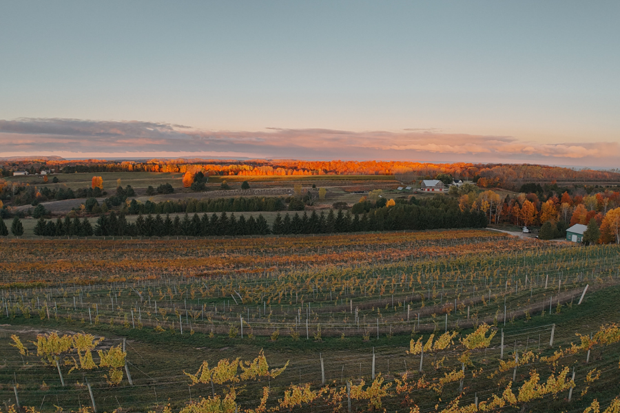 Motorized Vineyard Fall Color Tour