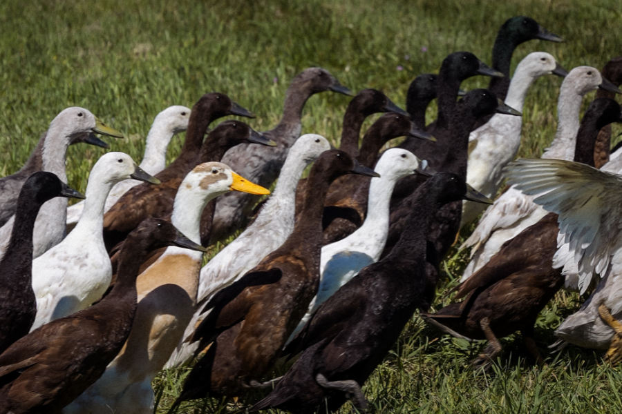 Ducks on Duty