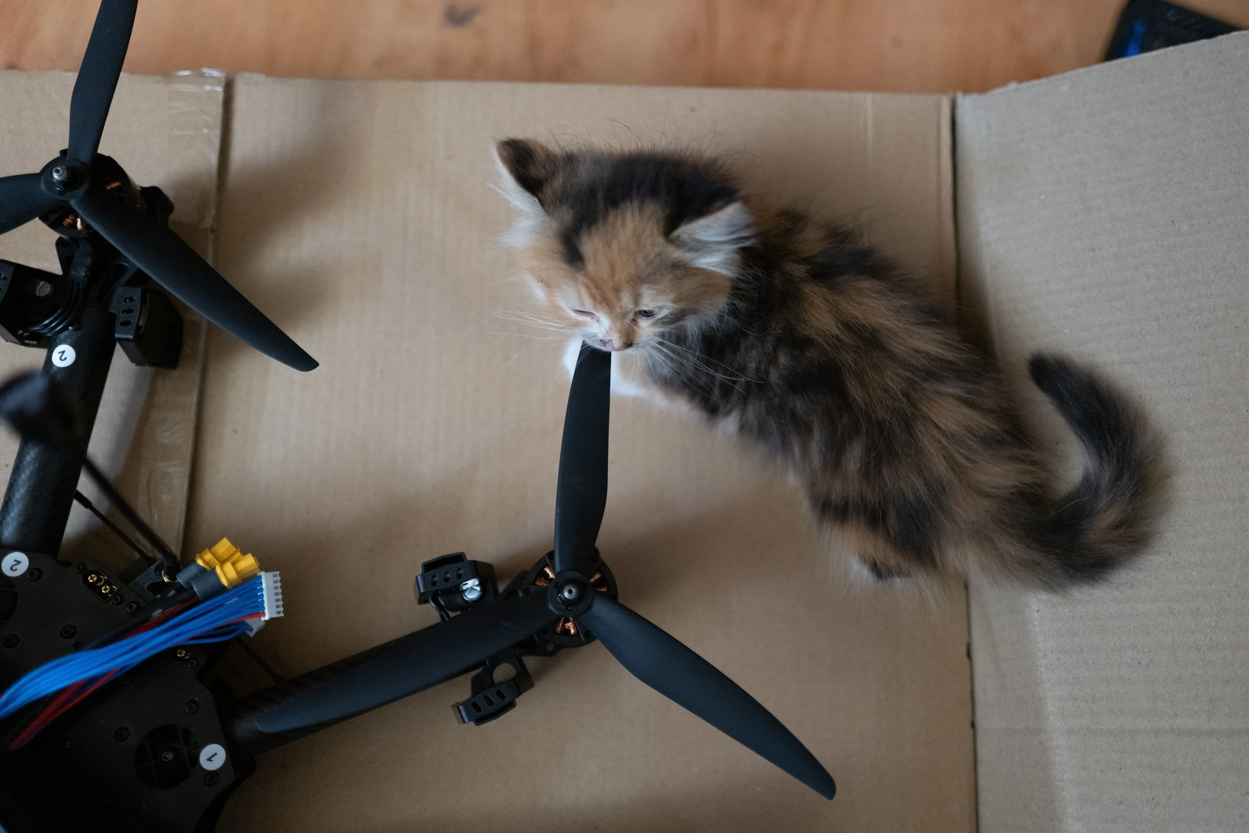 “A cat playing with an FPV drone inside a workshop of the 25th Separate Airborne Brigade” by Kseniia Tomchyk
