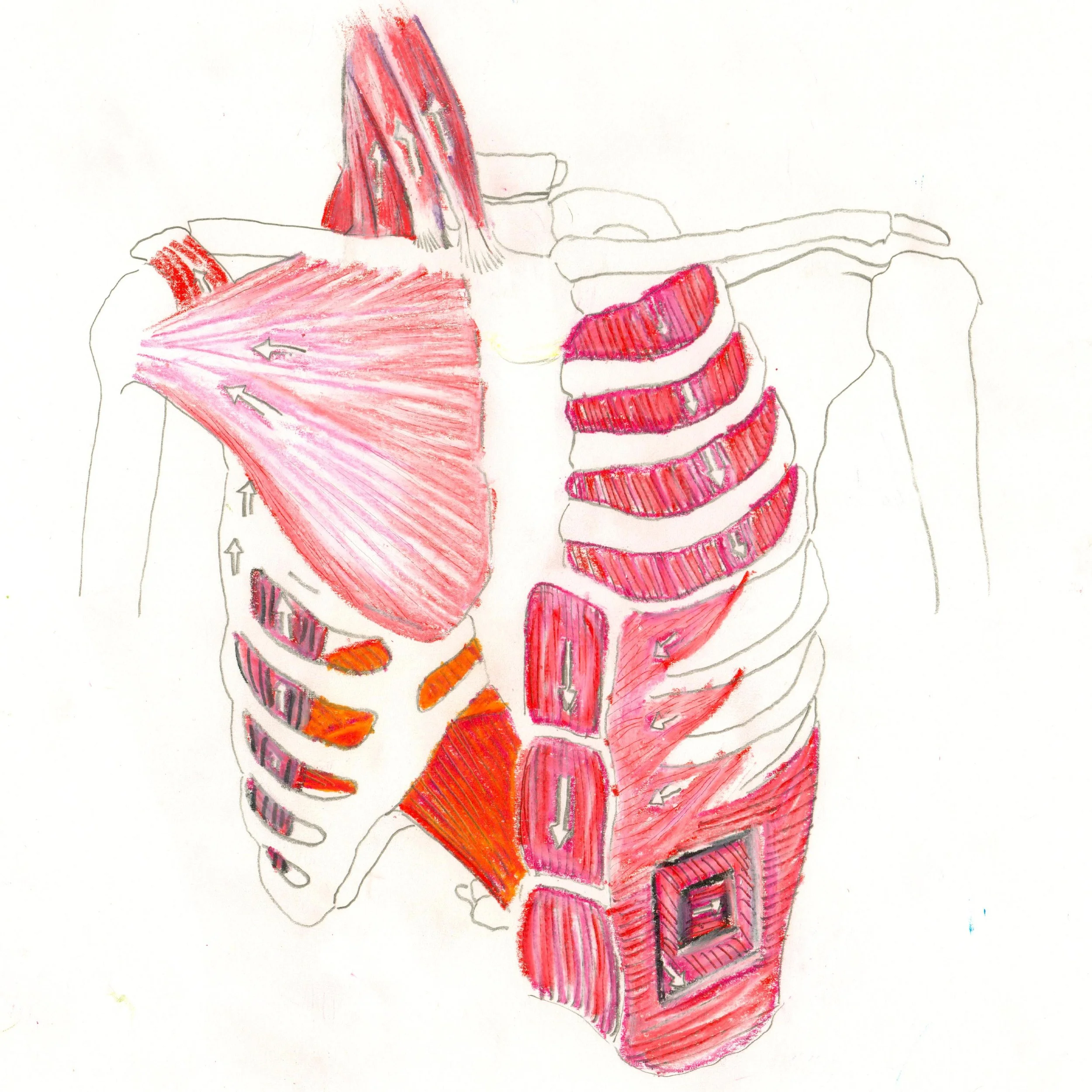 Breath and Your Brain