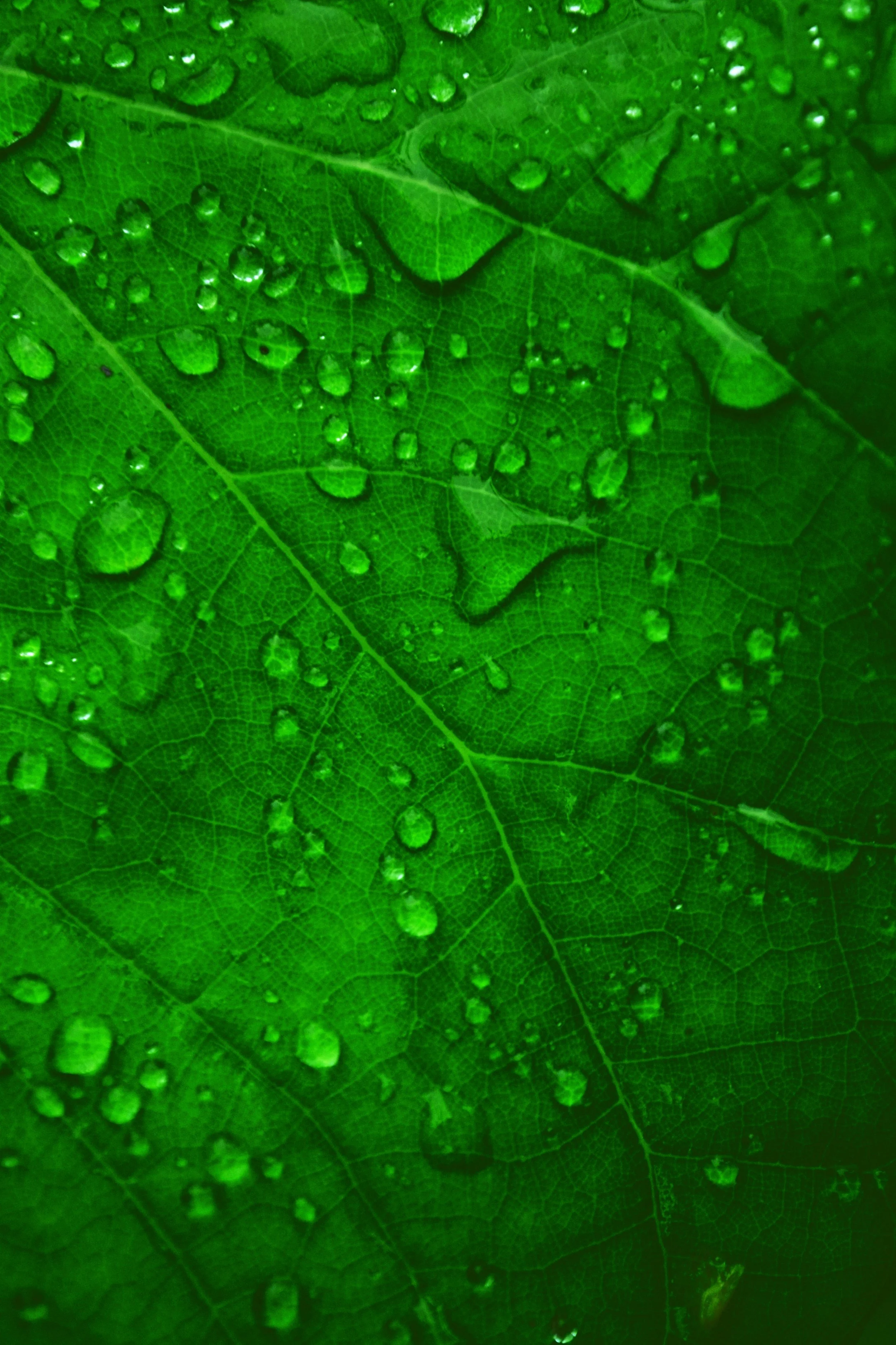 Close-up of a green leaf, with water droplets.
