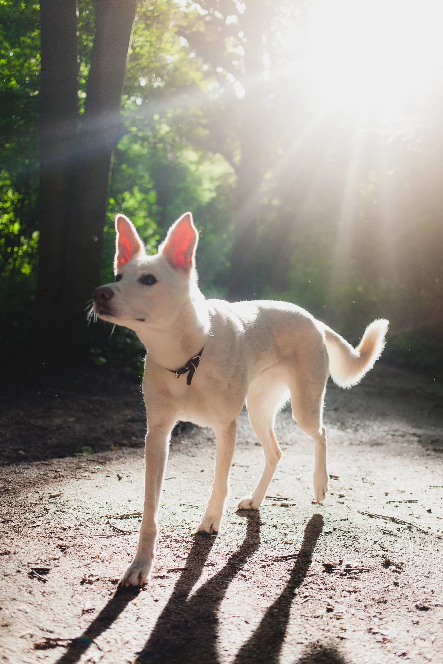 Can you Stop your Dog from Rolling in Fox Poo? — That Dog Guy