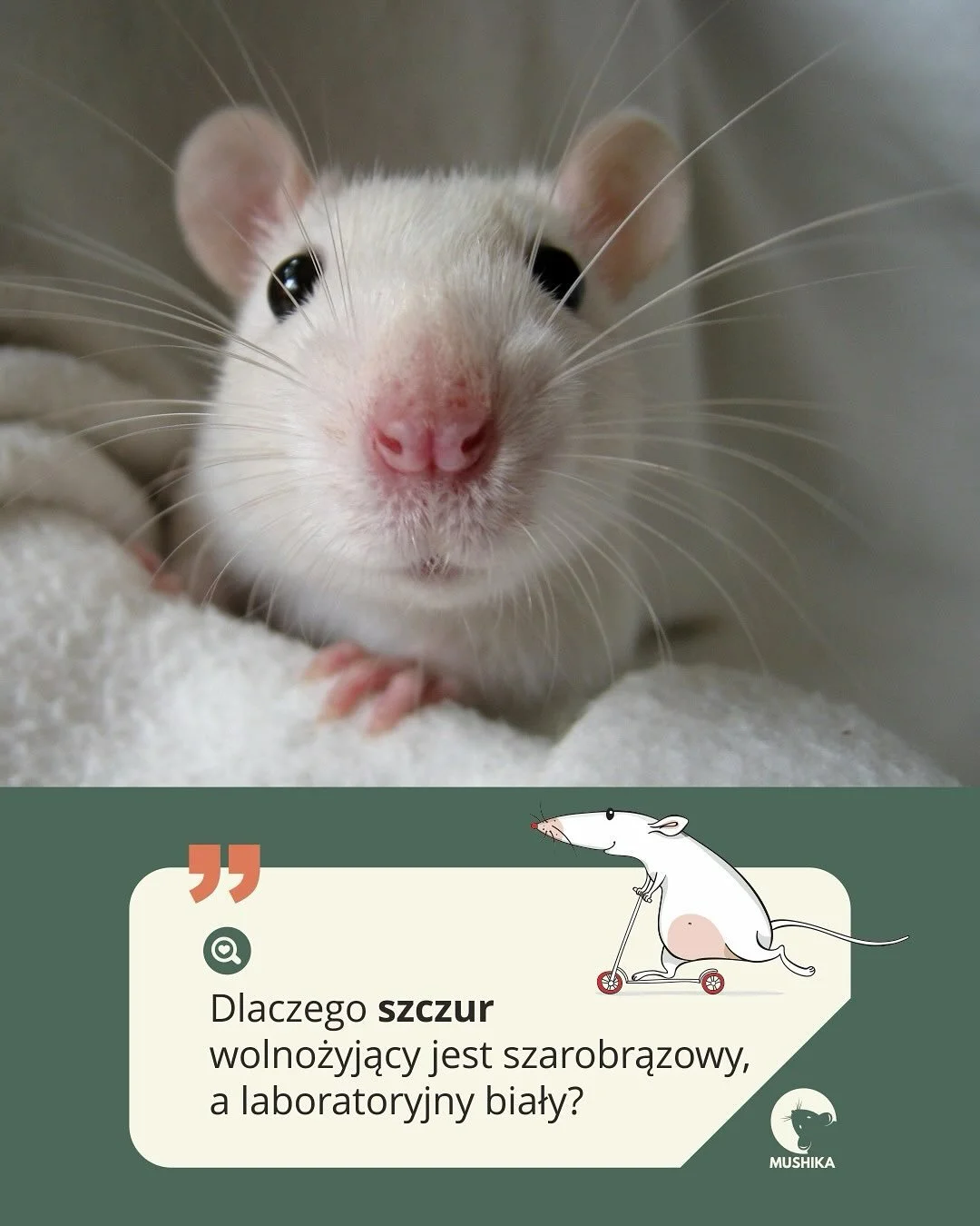 🐁 Dlaczego jedne szczury są białe, a inne szarobrązowe? 🐀
Czy domowy pupil, #szczur z laboratorium i ten, który przemierza miejskie zaułki… to ten sam gatunek? Tak! To szczur wędrowny (Rattus norvegicus) – różni je rola