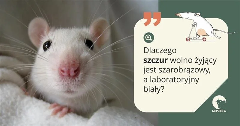 Dlaczego szczur wolno żyjący jest szarobrązowy, a laboratoryjny biały?