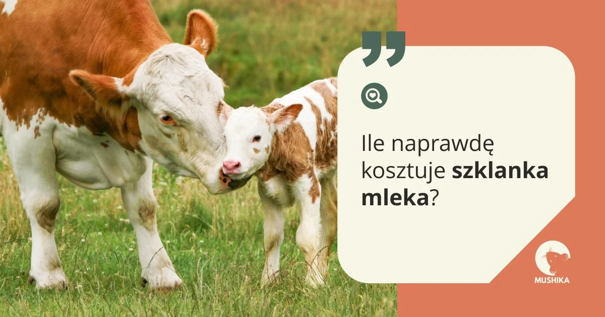 Ile naprawdę kosztuje szklanka mleka? Cierpienie, którego nie widać na etykiecie 