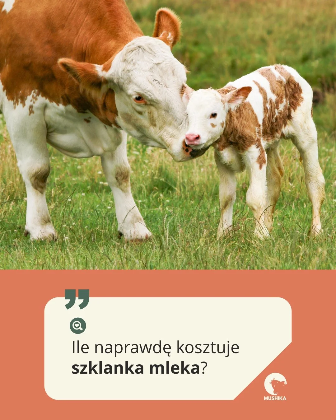 🥛 Ile naprawdę kosztuje szklanka mleka?
To nie tylko liczby na paragonie – to cierpienie, którego nie widać na etykiecie.
Dla wielu z nas mleko to codzienność. Ale za tą zwykłą szklanką kryje się rozłąka, stres i ból 💔
👉 W
