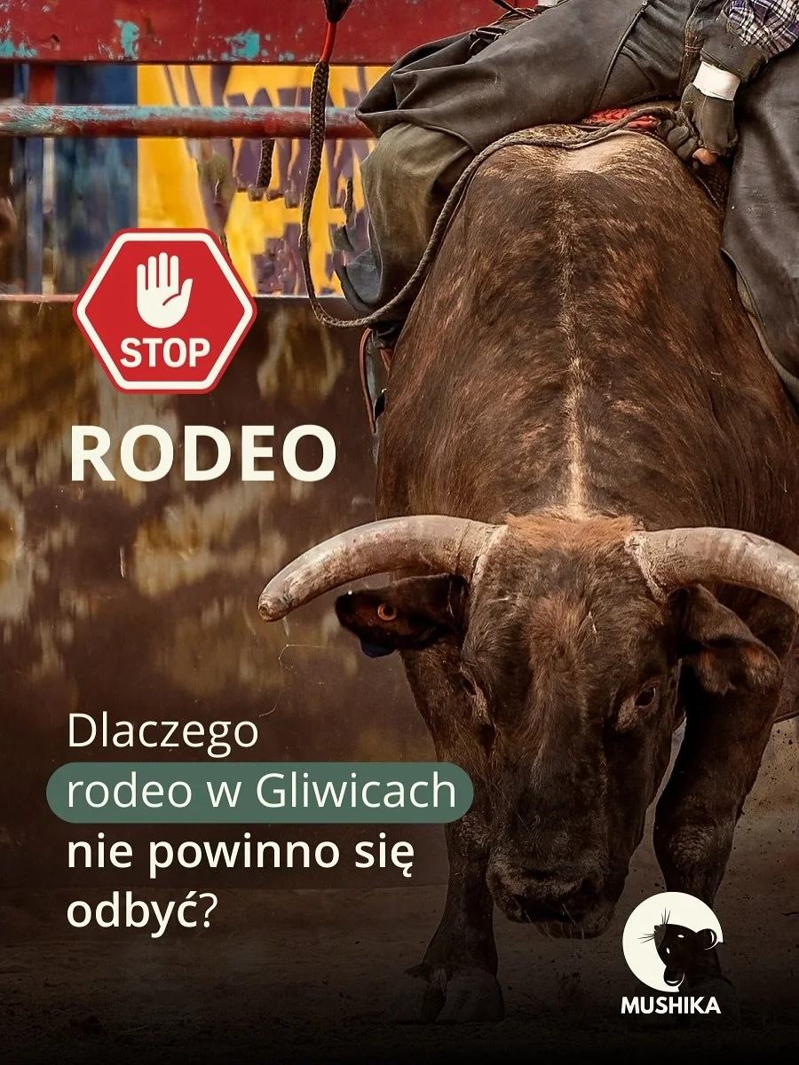 Cierpienie na arenie – NIE dla rodeo w Gliwicach 🚫🐂
Wydarzenie reklamowane jako rozrywka niesie ze sobą realne ryzyko bólu i stresu dla zwierząt.
Brak informacji o pochodzeniu byków, techniki wywołujące cierpienie, obecność śr