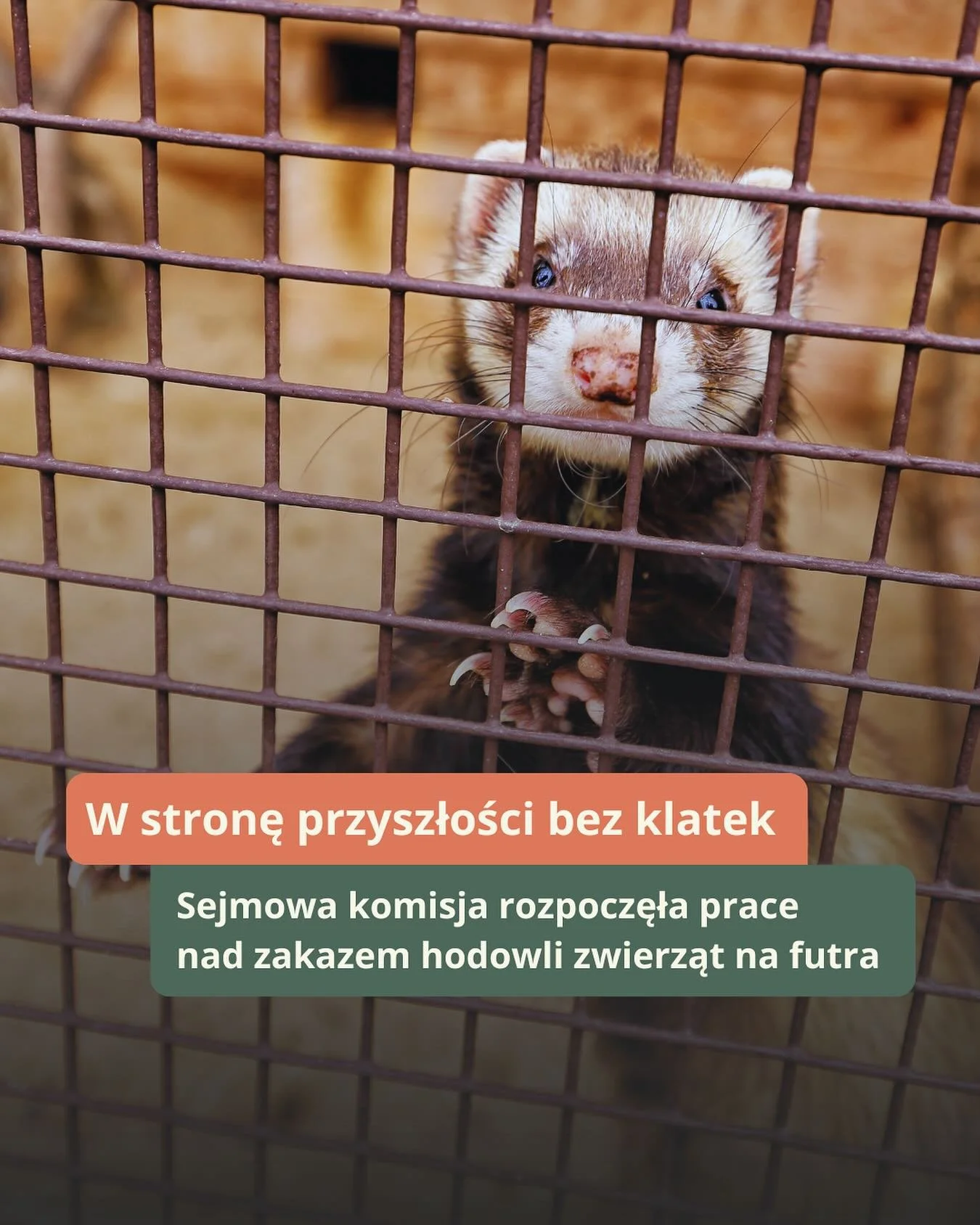 W stronę przyszłości bez klatek ✊🚫 

7 października sejmowa Komisja Nadzwyczajna do spraw Ochrony Zwierząt rozpoczęła prace nad dwoma projektami ustaw, kt&oacute;re mogą zakończyć w Polsce epokę ferm futrzarskich. 

Fundacja Mushika przekazała swoje