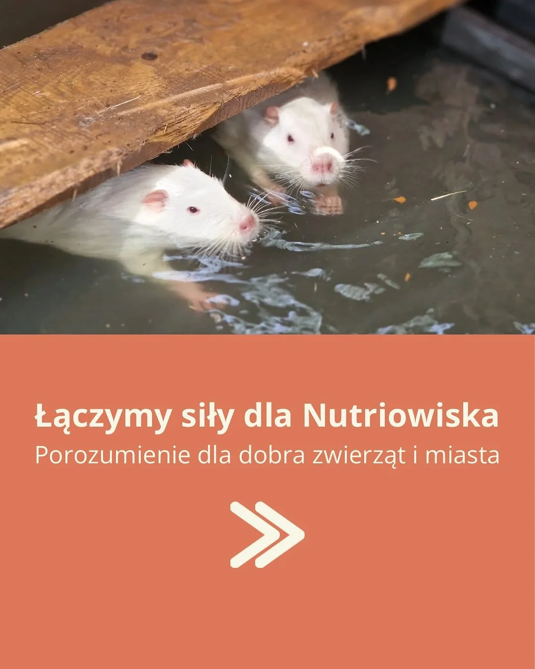 💚✨ Razem dla nutrii &ndash; Nutriowisko i Fundacja Mushika ✨💚

Niekt&oacute;re spotkania nie są przypadkowe. Czasem wystarczy, że dwie organizacje mają wsp&oacute;lne wartości &ndash; troskę, empatię i wiarę, że dobro można robić mądrze. I wtedy ws
