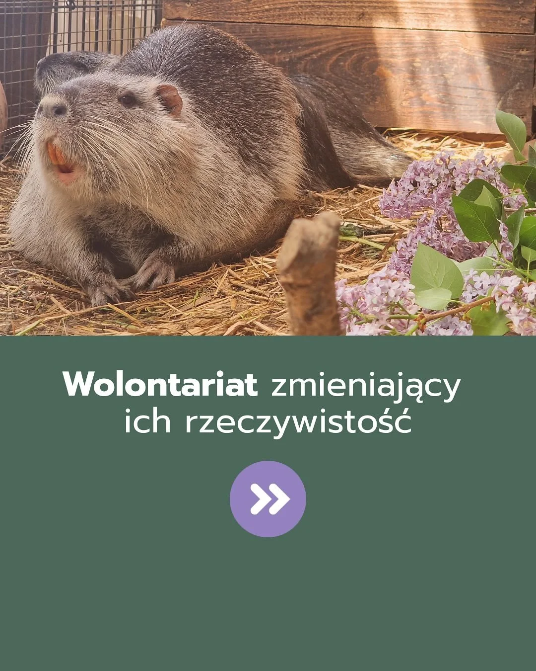 Wolontariat to nie tylko praca rąk &ndash; to siła serc, dzięki kt&oacute;rej dobro może rozlewać się szeroką falą. 💚

W przypadku Nutriowiska ma on wyjątkowe znaczenie, bo każde wsparcie przyspiesza prace, daje nowe możliwości i dosłownie ratuje ży