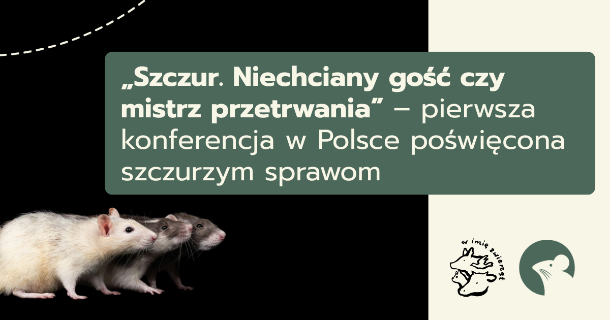 „Szczur. Niechciany gość czy mistrz przetrwania” – pierwsza konferencja w Polsce poświęcona szczurzym sprawom&nbsp;