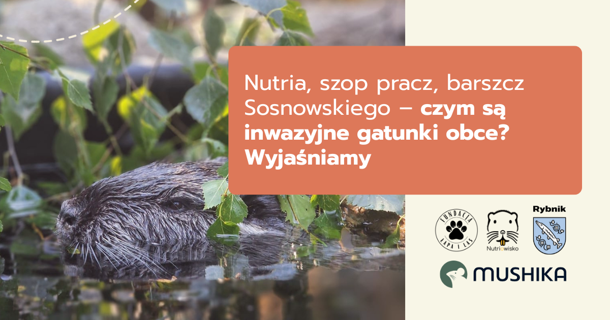 Nutria, szop pracz, barszcz Sosnowskiego – czym są inwazyjne gatunki obce? Wyjaśniamy