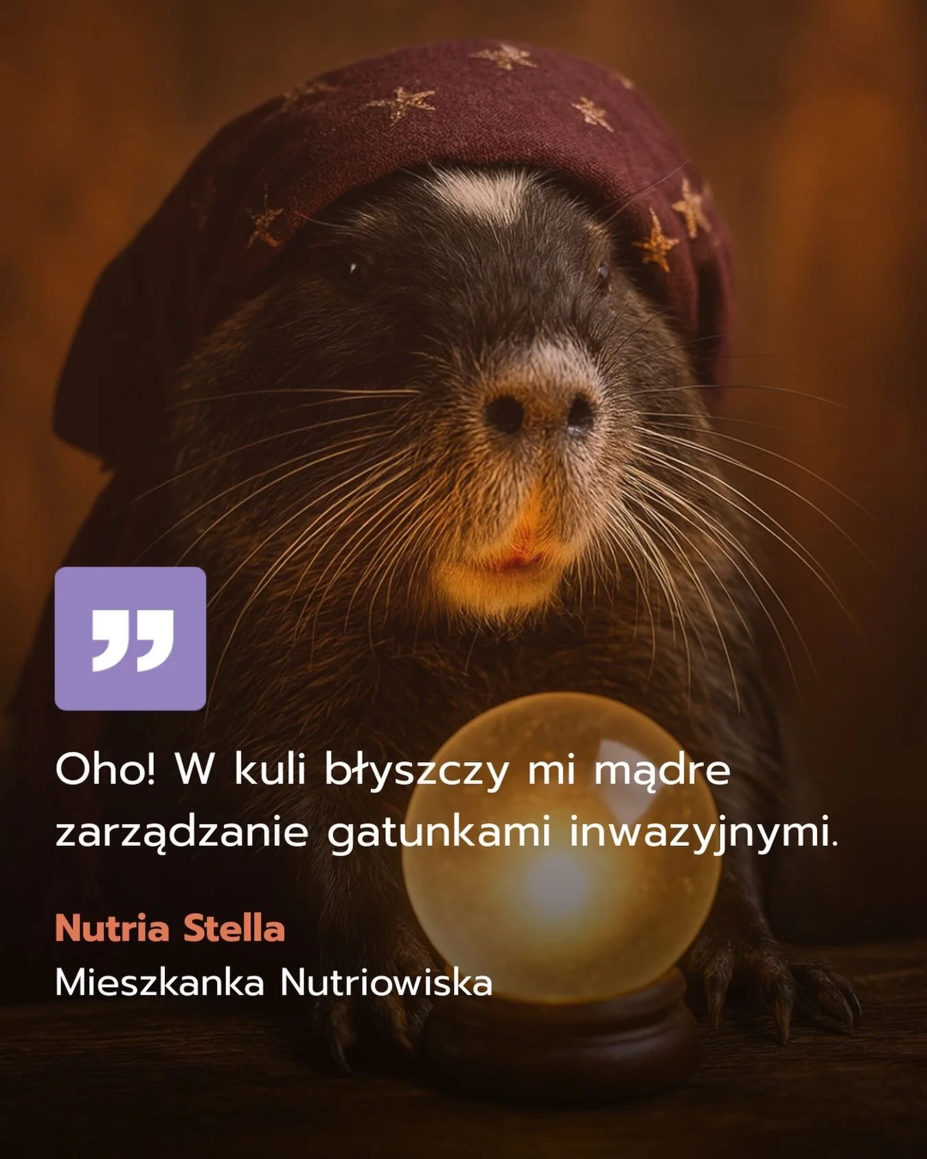 🔮 Trzy andrzejkowe wr&oacute;żby Nutrii Stelli 🔮
czyli przewidywania na przyszłość&hellip; bez lania wosku.

1. Wr&oacute;żba pierwsza
&bdquo;Widzę, widzę&hellip; coraz mniej marchewek w kieszeniach spacerowicz&oacute;w.&rdquo;
👉 Ludzie przestają 
