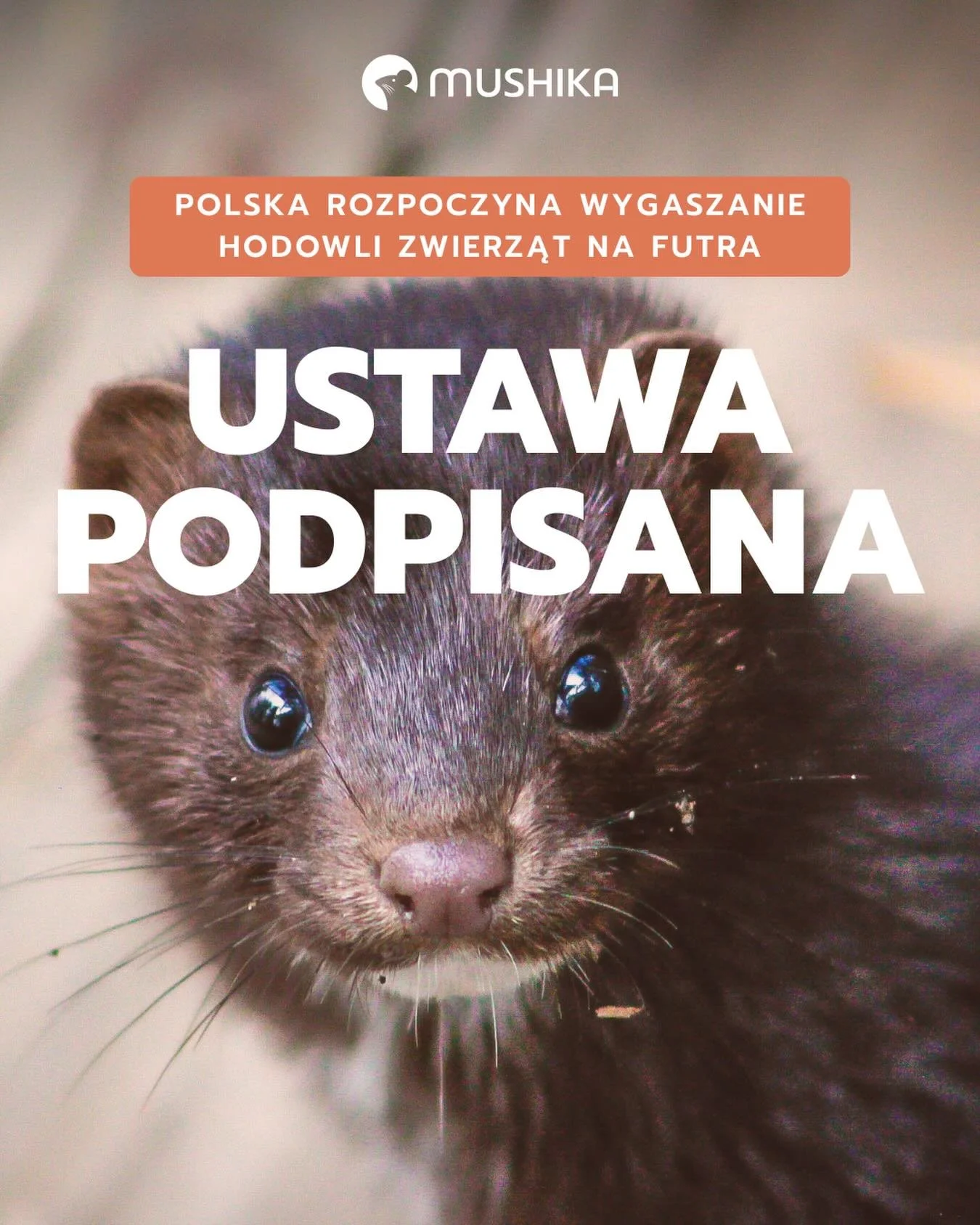 📢 Prezydent podpisał ustawę! Polska zaczyna wygaszanie hodowli zwierząt na futra 

2 grudnia 2025 r. Prezydent RP podpisał ustawę zakazującą hodowli zwierząt futerkowych w celach komercyjnych (niestety z wyjątkiem kr&oacute;lika). Fermy mogą działać