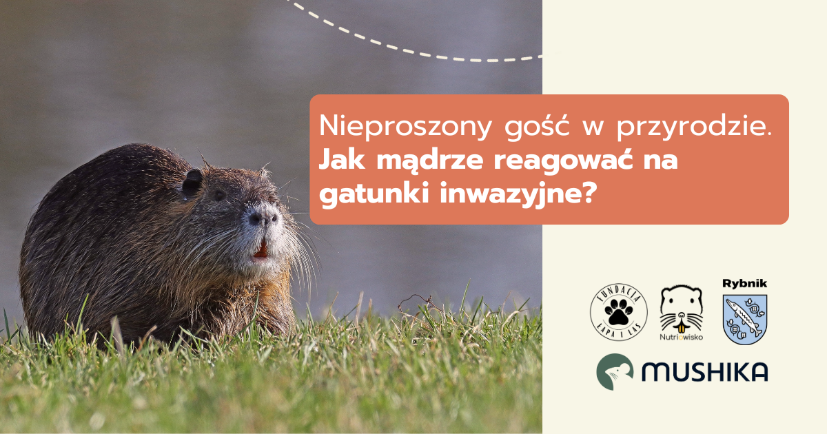Nieproszony gość w przyrodzie. Jak mądrze reagować na gatunki inwazyjne?