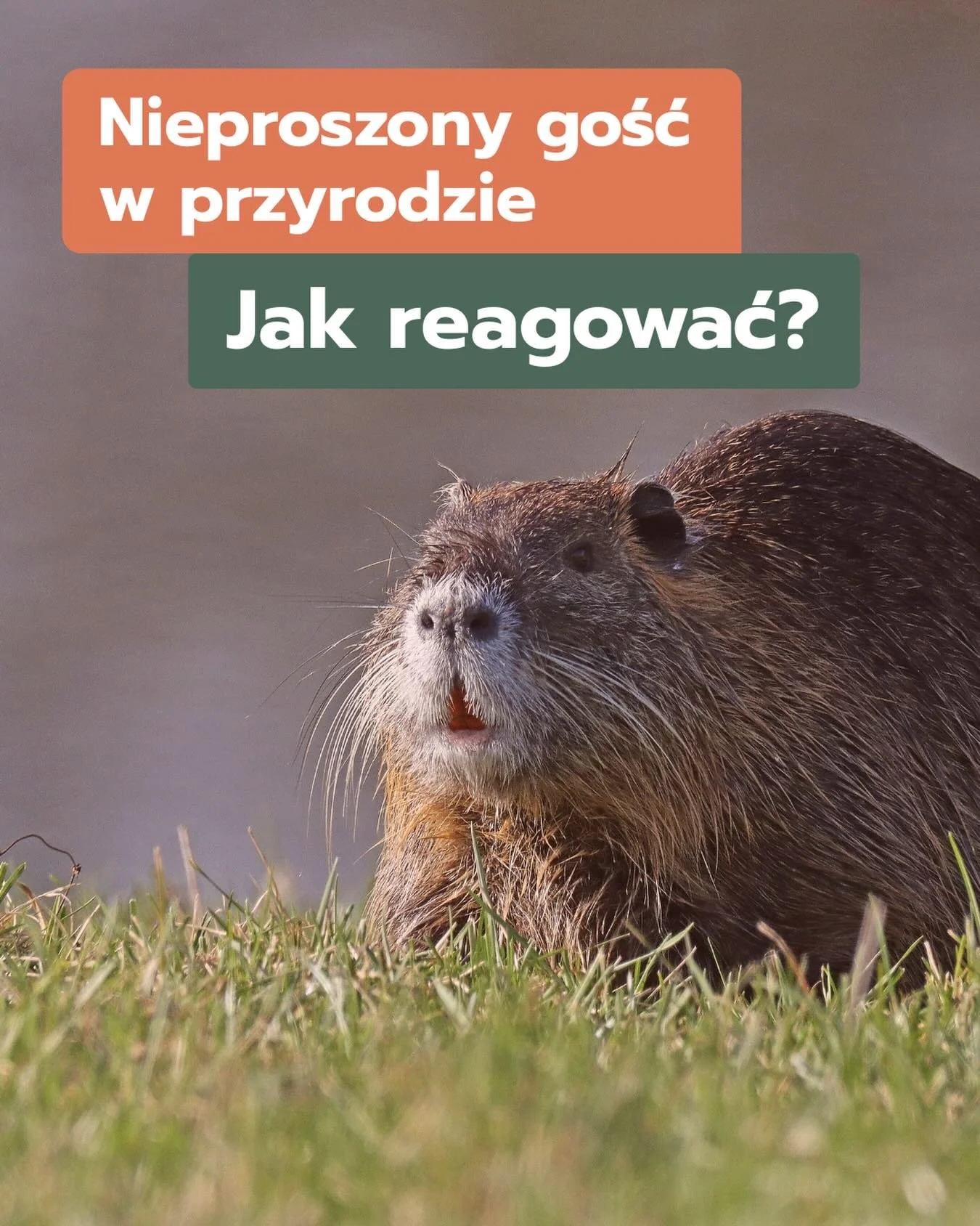 Nieproszeni goście, czyli inwazyjne gatunki obce. 

🚨To nie &bdquo;wr&oacute;g&rdquo;. To sygnał, że coś w relacji człowieka z przyrodą poszło nie tak.

Gdy inwazyjne gatunki obce zaczynają zagrażać ekosystemom, prawo dopuszcza działania zaradcze. A