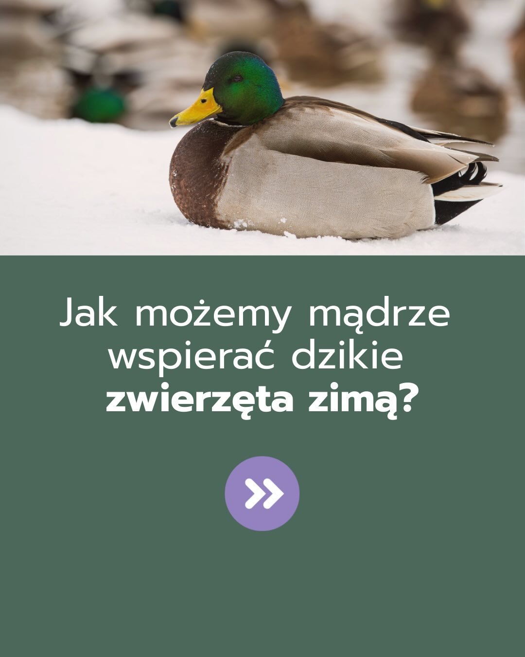 ❄️ Zima to czas pr&oacute;by &ndash; r&oacute;wnież dla dzikich zwierząt
 
Kiedy mr&oacute;z ścina wodę w jeziorach, a śnieg przykrywa ziemię, dla wielu z nich każdy dzień staje się wyzwaniem: o ciepło, pożywienie i przetrwanie. A jednak natura potra