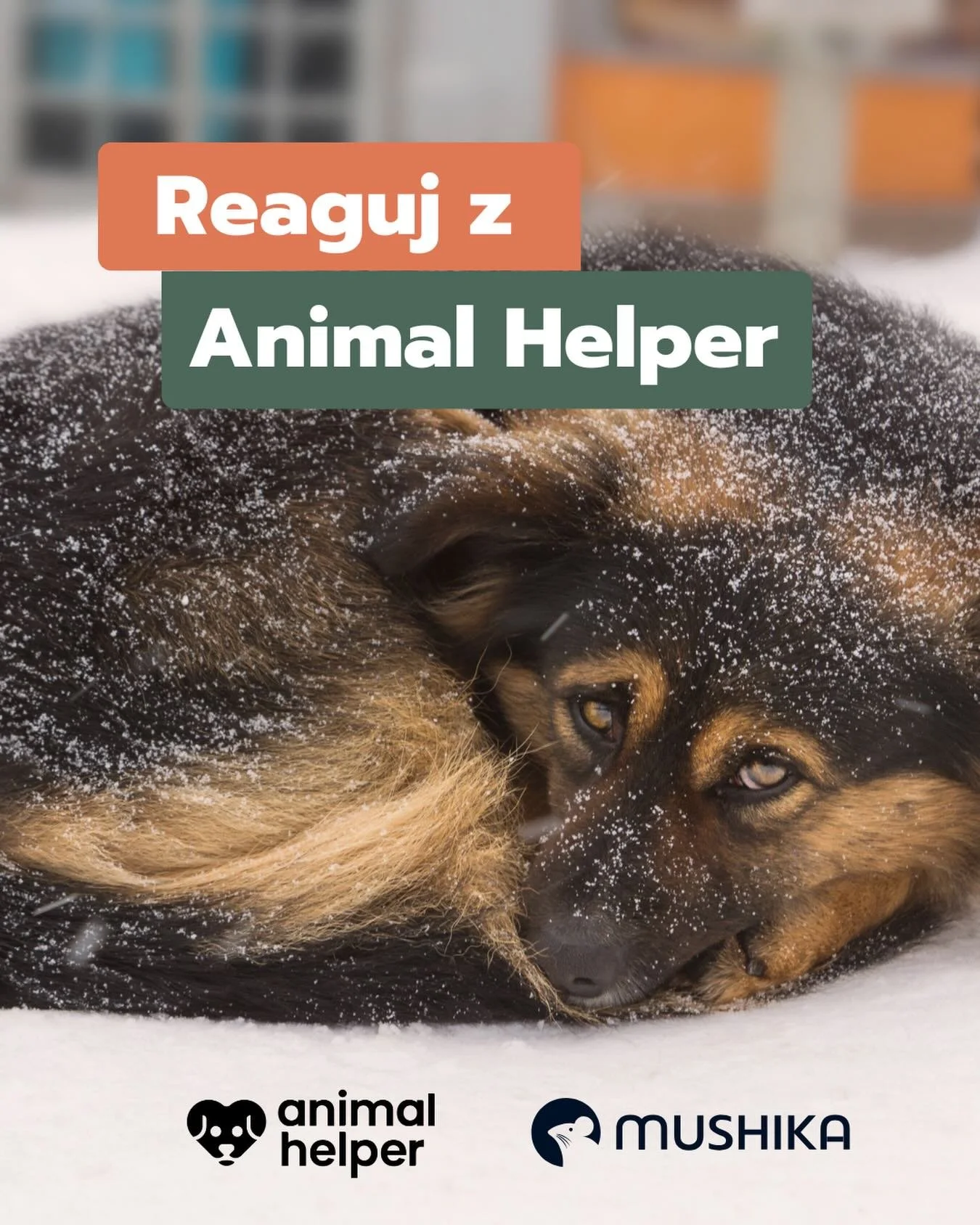 Gdy robi się naprawdę zimno, najbardziej liczy się wsparcie, kt&oacute;re pozwala działać od razu ❄️ 

Animal Helper działa jak 112 dla zwierząt 📞🐾 
To aplikacja, kt&oacute;ra pozwala szybko zgłaszać sytuacje, w kt&oacute;rych zdrowie lub życie zwi