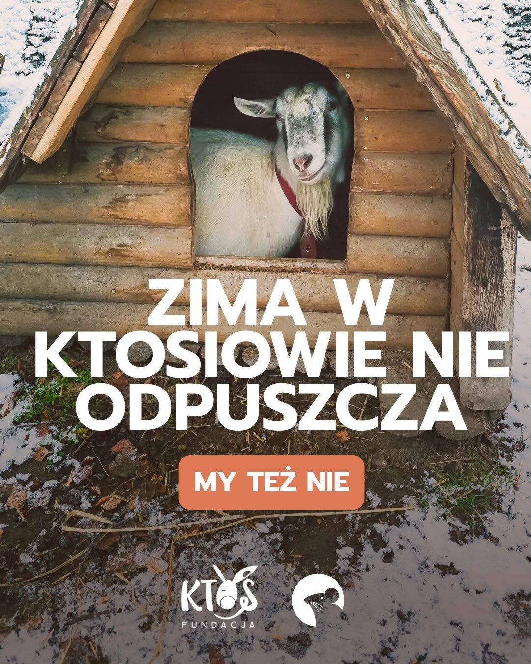 Zima w Ktosiowie nie jest biała i cicha jak na poczt&oacute;wkach. Jest surowa, wymagająca i bardzo prawdziwa.

To poranki zamarzniętych wiader, ręce grabiejące przy karmieniu i sprawdzanie, czy każdy ma sucho, ciepło i bezpiecznie.

To więcej siana,