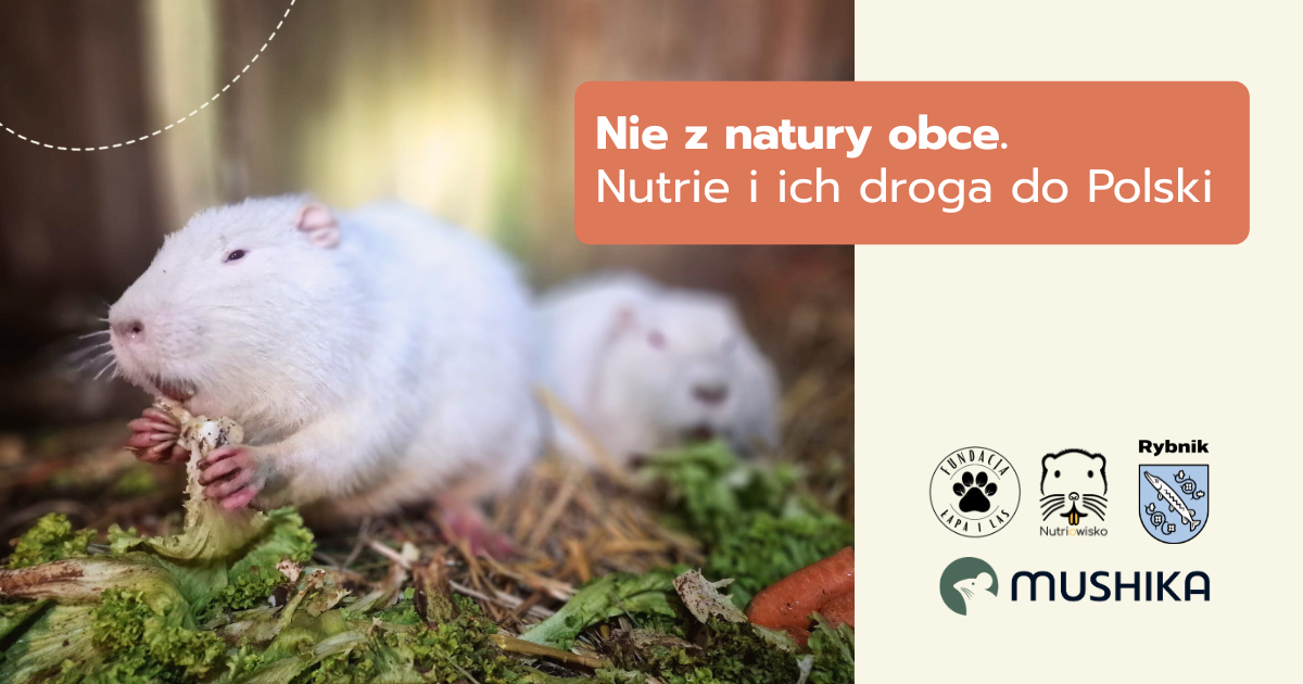 Nie z natury obce. Nutrie i ich droga do Polski