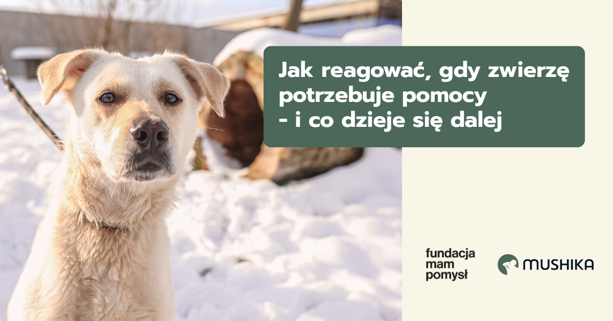 Jak reagować, gdy zwierzę potrzebuje pomocy - i co dzieje się dalej