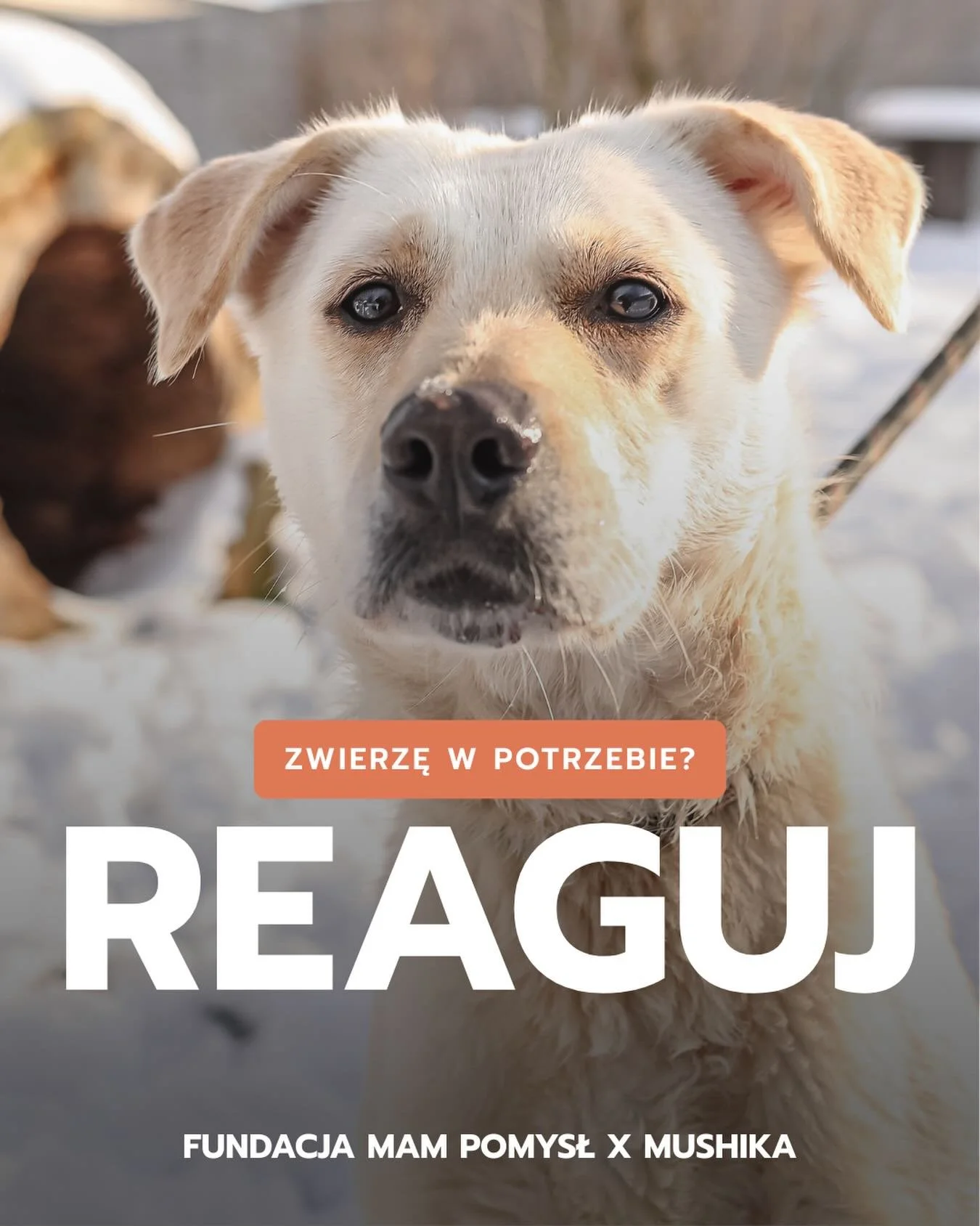 ❄️ Zimą zwierzęta częściej potrzebują naszej pomocy. Dlatego ważne jest nie tylko szybkie działanie, ale też ich dalsze losy.

Jeśli widzisz zwierzę, kt&oacute;re potrzebuje pomocy, pamiętaj:

🏛️ bezdomne zwierzę zgłaszaj do urzędu gminy lub miasta
