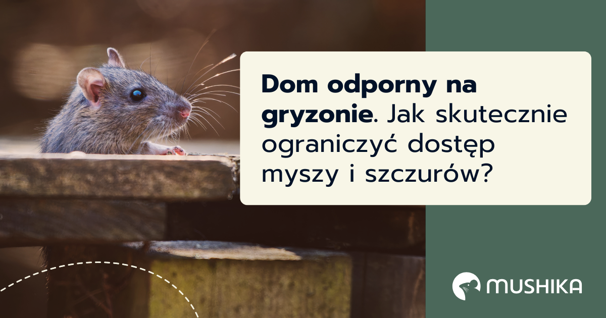 Dom odporny na gryzonie.&nbsp;Jak skutecznie ograniczyć dostęp myszy i szczurów?&nbsp;