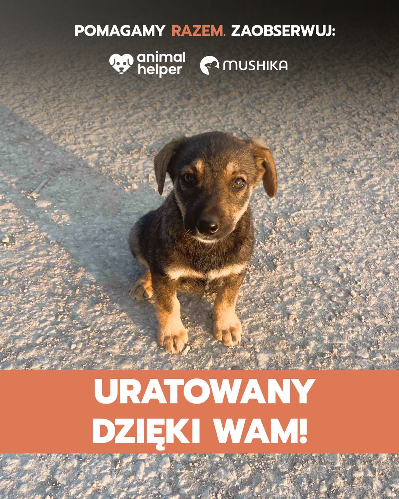 URATOWANE dzięki Wam! 

Historia tego psiaka mogła potoczyć się zupełnie inaczej&hellip; Na szczęście, los skrzyżował ruchliwą drogę niedaleko Łopuszna z drogą naszego Zwierzakopomagacza. To dzięki jego wrażliwości psia mama i dwa szczeniaki są już b