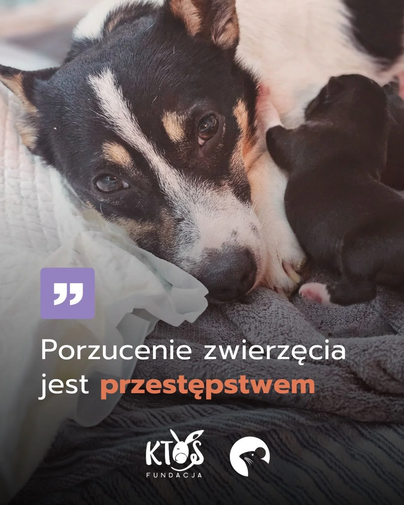 🚨Porzucenie to przestępstwo.

&bdquo;Ktoś wyrzucił z samochodu&rdquo;. &bdquo;Przywiązana do drzewa&rdquo;.
Takie historie wciąż się zdarzają i chcemy wyraźnie podkreślić: porzucenie psa to znęcanie się nad zwierzęciem. 

⚖️ Zgodnie z prawem to prze