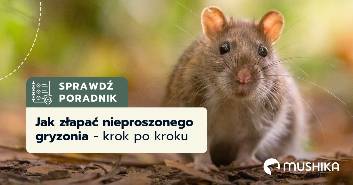 Jak złapać nieproszonego gryzonia - krok po kroku