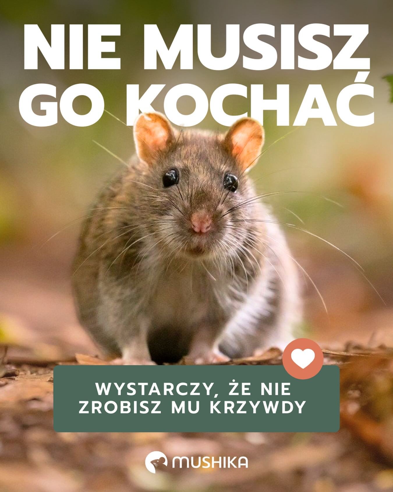 Sprawdź nasz poradnik: 
&bdquo;Jak złapać nieproszonego gryzonia &ndash; krok po kroku&rdquo; 📄🐭 

Bo nie musisz kochać szczura 💘 
Wystarczy, że go nie skrzywdzisz, wybierając humanitarne metody deratyzacji. 

Nie każdy gatunek budzi sympatię. 
Ni