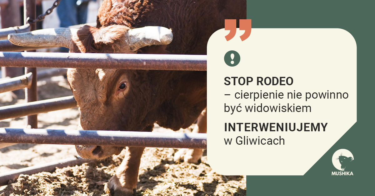 Fundacja Mushika interweniuje ws. planowanego rodeo w Gliwicach 