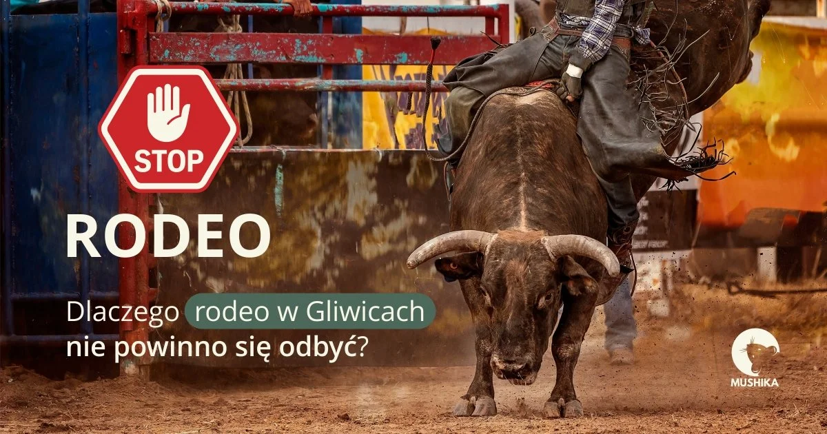 Dlaczego rodeo w Gliwicach nie powinno się odbyć? 