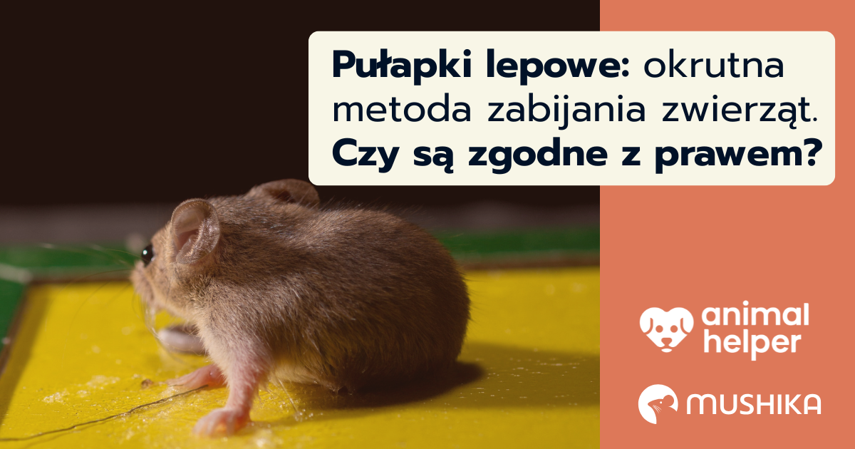 Pułapki lepowe: okrutna metoda zabijania zwierząt. Czy są zgodne z prawem? 