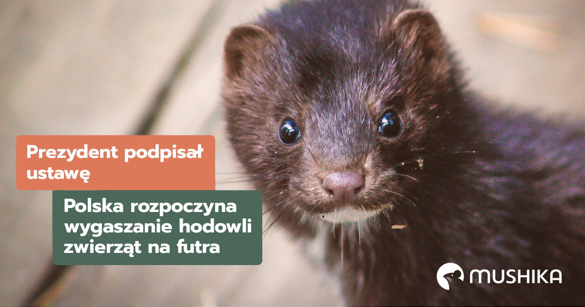 Prezydent podpisał ustawę. Polska rozpoczyna wygaszanie hodowli zwierząt na futra