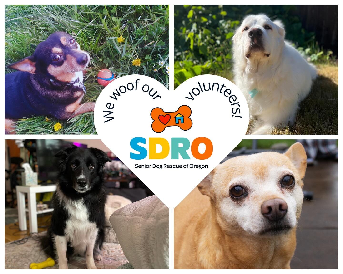 🎉It&rsquo;s Volunteer Appreciation week! 🎉

We wanted to take a paws 🐾to give a shout out to our amazing volunteers who worked tirelessly to help our senior pups find their furever homes. 🏠 Can you believe that SDRO is mostly volunteer run? And t