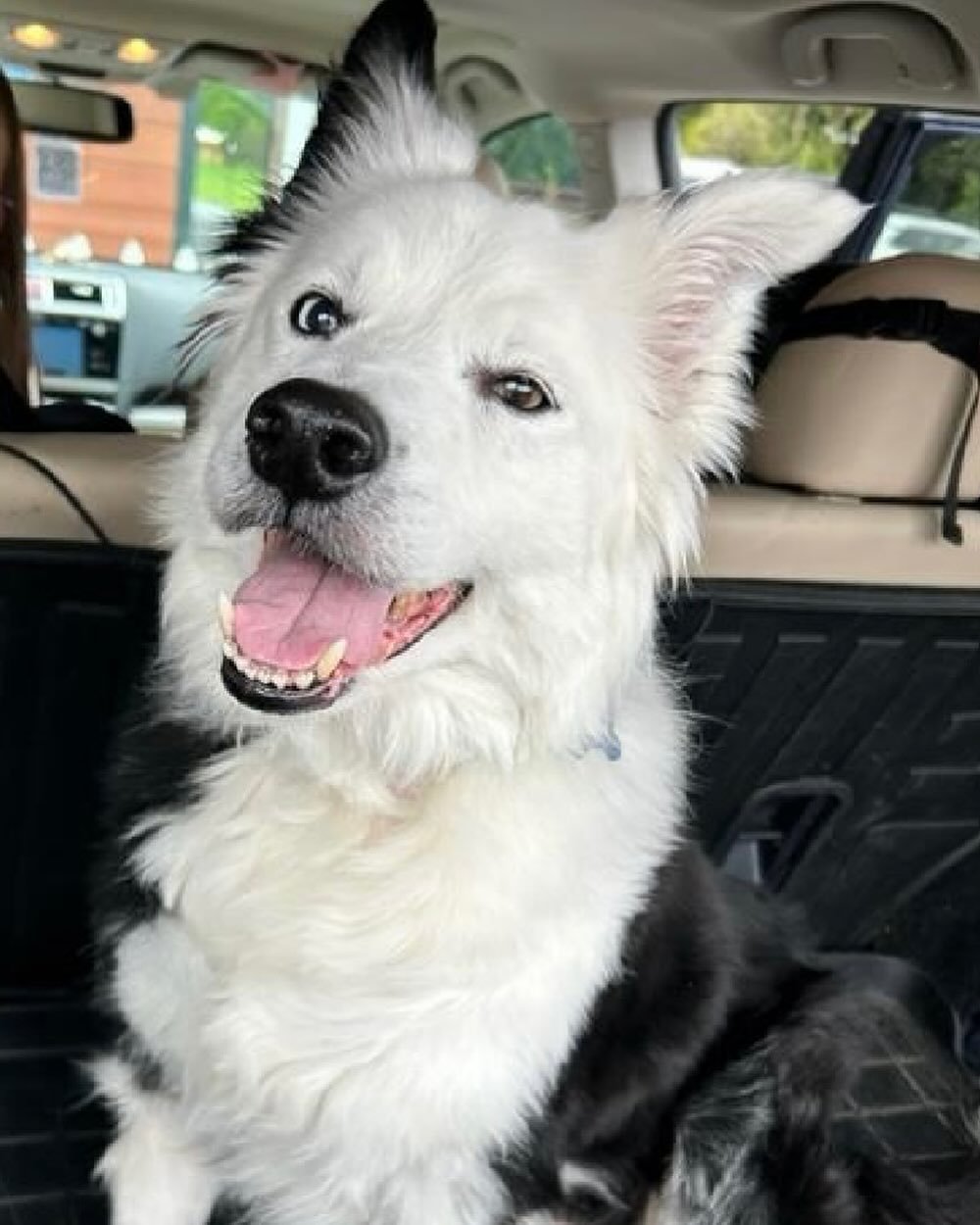 ❗️📣 NEW PUP ALERT! 📣❗️

🐾🐶 Hey, guess what? We have a new furry friend who needs a loving home! Say hello to Chase, a Border Collie Mix who&rsquo;s 13 years young! 🐾🐶

Chase has the most infectious smile and he&rsquo;s great with little kids 👶