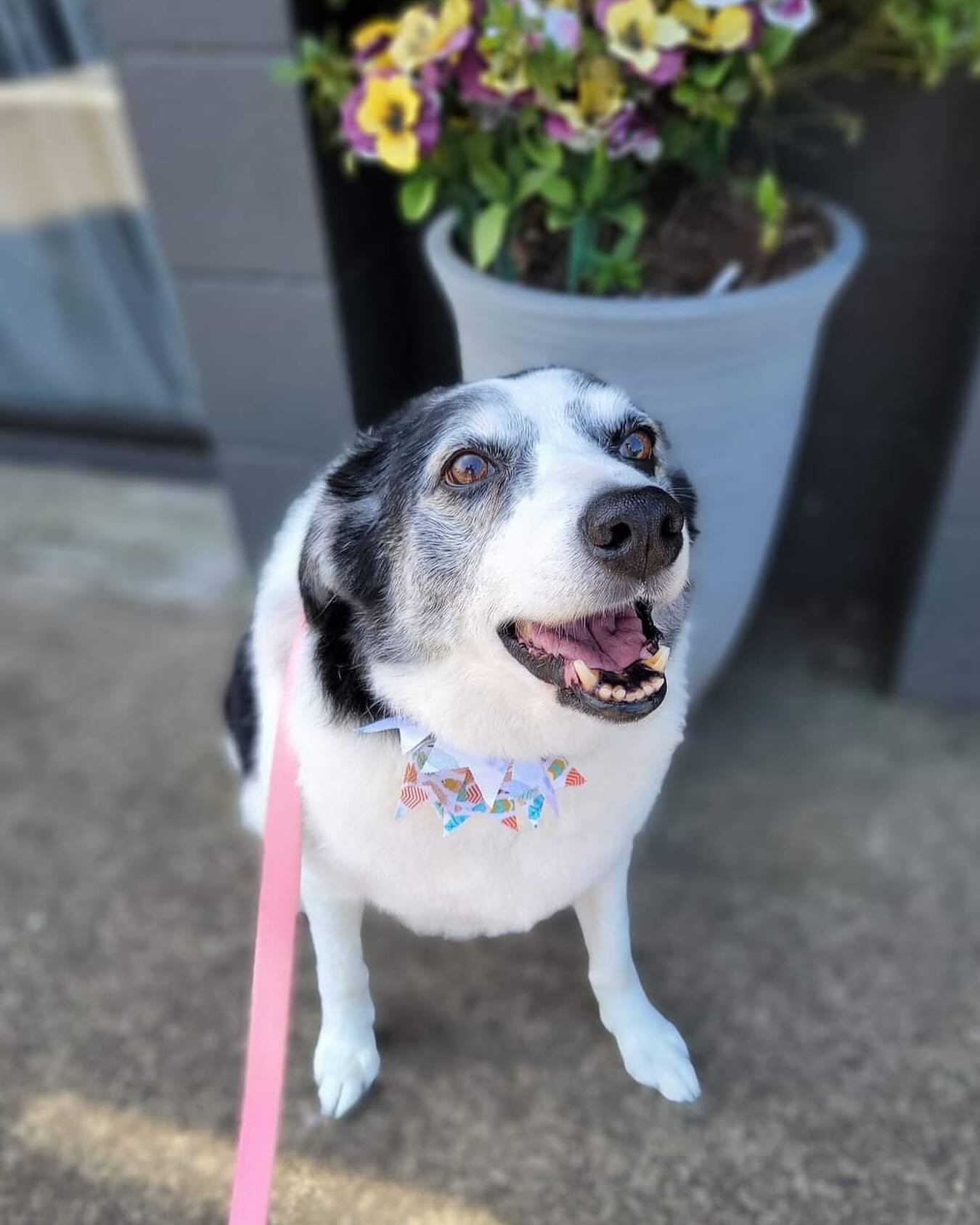 🚨New Pup Alert!🚨

Meet Chexie! 🐕 She's a lovely 12-year-old Border Collie who's looking for her forever home. Chexie has recently lost her pet siblings and is now in search of a loving and caring family who can shower her with lots of love and att