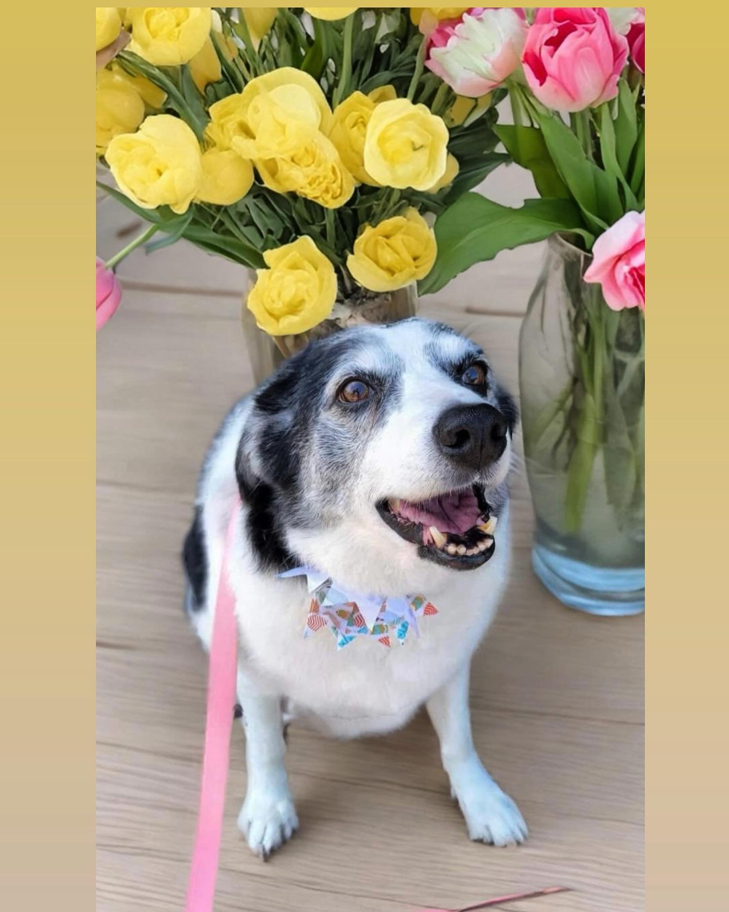 💐🐾We wanted to take a moment to wish all the fantastic dog mamas out there a very Happy Mother&rsquo;s Day from SDRO! 🐾💐

You&rsquo;re all amazing pet parents and deserve all the love and appreciation for being such wonderful caretakers for your 