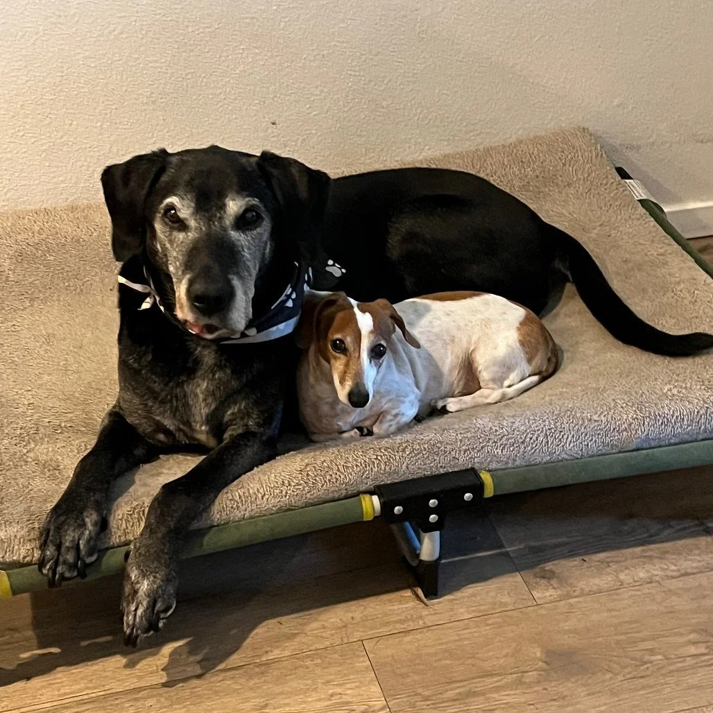 🚨 🐾 Bonded Pair Alert: Meet Finn & Koa 🐾 🚨 
Double the love, double the joy. 💕
🐶 Finn – 13-year-old black Lab. Gentle, calm, loves short walks and being close by. Slower with age but still full of love.
🐕 Koa – 8-year-old, 9-