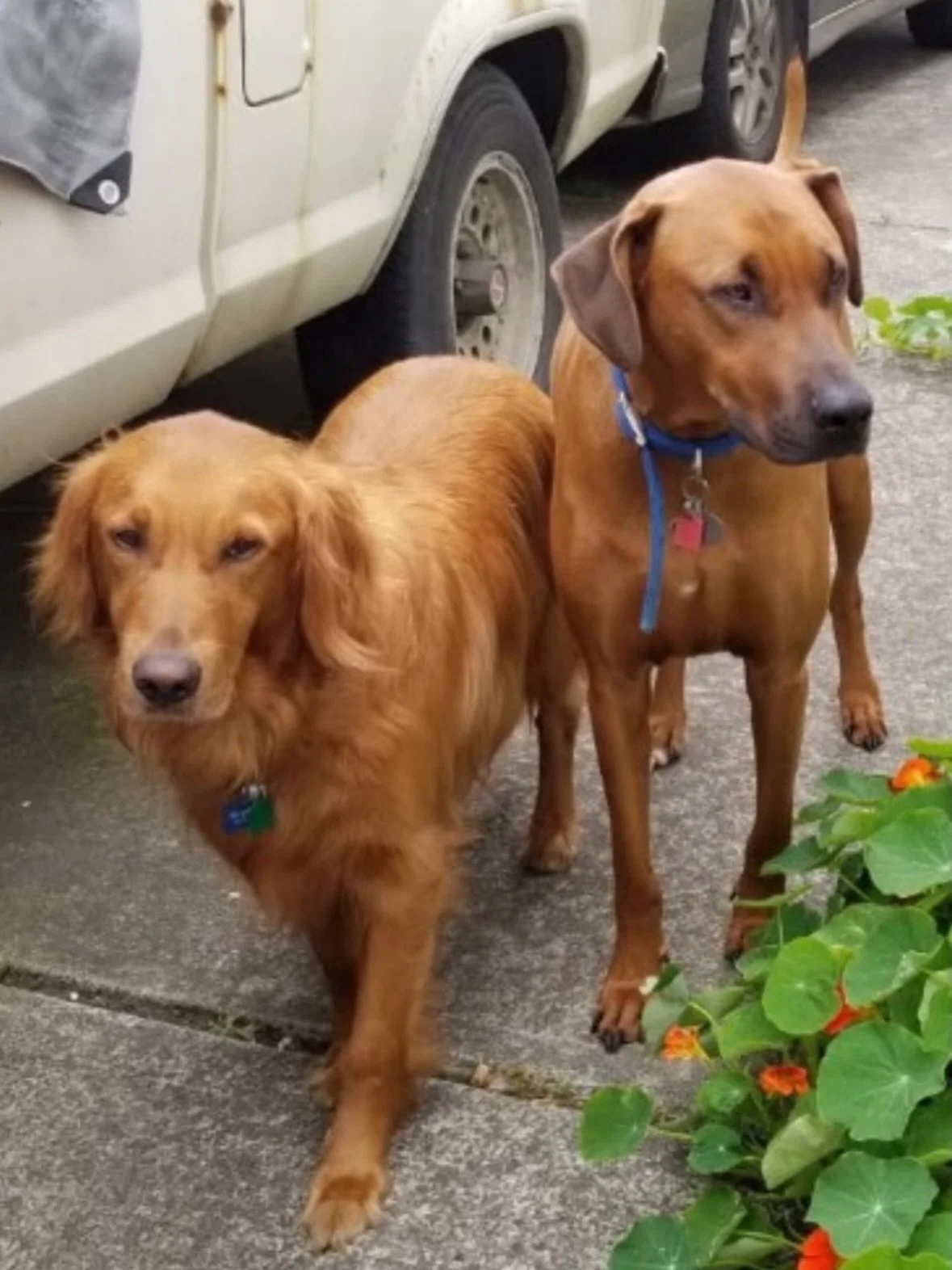 Another bonded pair! ♥️♥️ SDRO friends, meet Meet Drake and Jethro! 🐾
Drake is a 12-year-old red Golden Retriever, 95 pounds of pure love. Jethro is his equally loyal 12-year-old Doberman mix brother. They’ve been together since