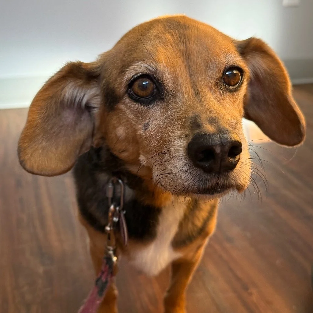 🎉 Meet Hannah – The Queen of Cozy! 🎉
💛 Age: 13 (going on fabulous)
🐶 Breed: Beagle
⚖️ Size: 21 lbs of pure sweetness
✨ About Hannah:
At 13, Hannah’s got her priorities straight: naps, snacks, and snuggles. She’s 21 pounds of