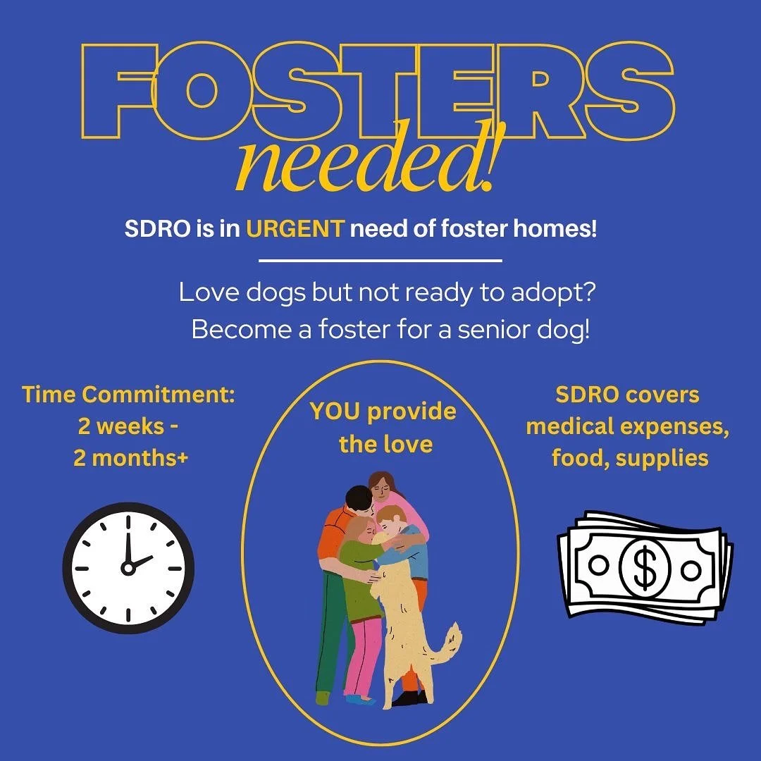 🚨🐾 We Need Your Help to Save More Seniors 🐾🚨
Our foster homes are completely full 💔. That means we can’t say yes to more dogs who need a safe place to land. Every kennel is taken, every bed is filled—and every day, new senior dogs a