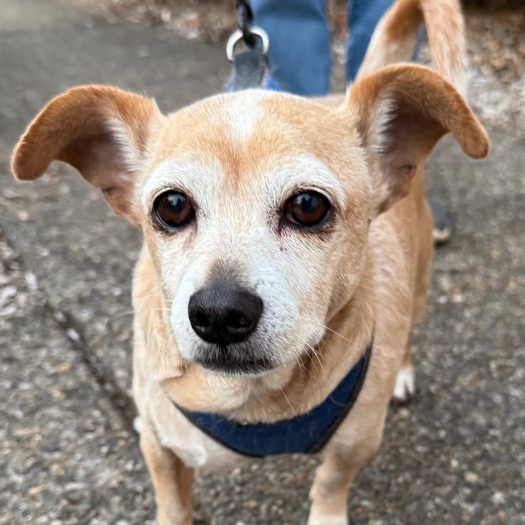 🚨🐾 10-year-old Ginger is looking for love! 🐾🚨

Hi friends. My world changed fast. My mom passed away, and my dad is moving into a retirement home where I can&rsquo;t follow. He tells me each day I&rsquo;m a good girl and he wants me to find a saf