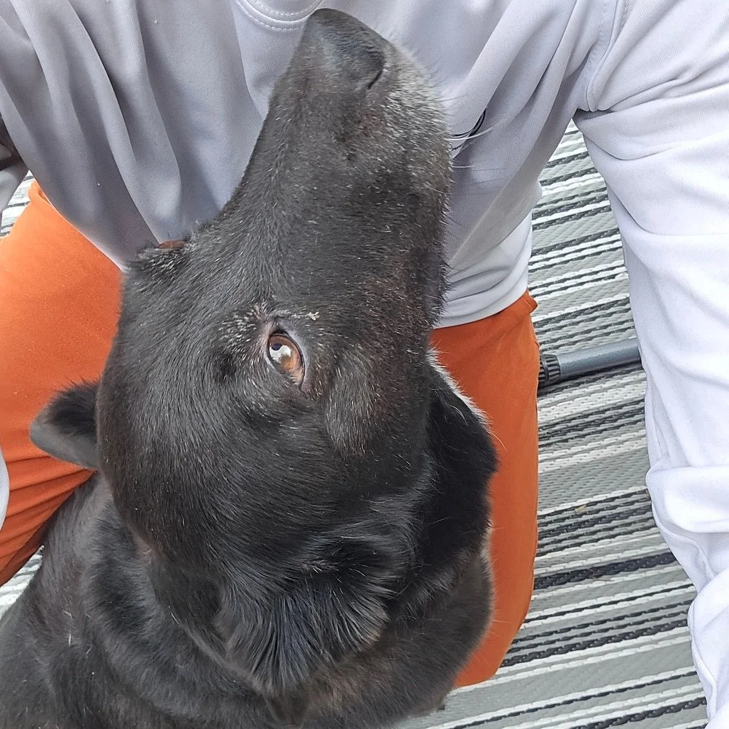 🐾💛 Luna: Senior Sweetheart on a Mission💛🐾
Luna is an 11-year-old Border Collie, Retriever, and Black Lab mix with a heart full of love and a lifetime of good-girl adventures. At 47 pounds, she brings the perfect blend of snuggly and sturdy. Her b