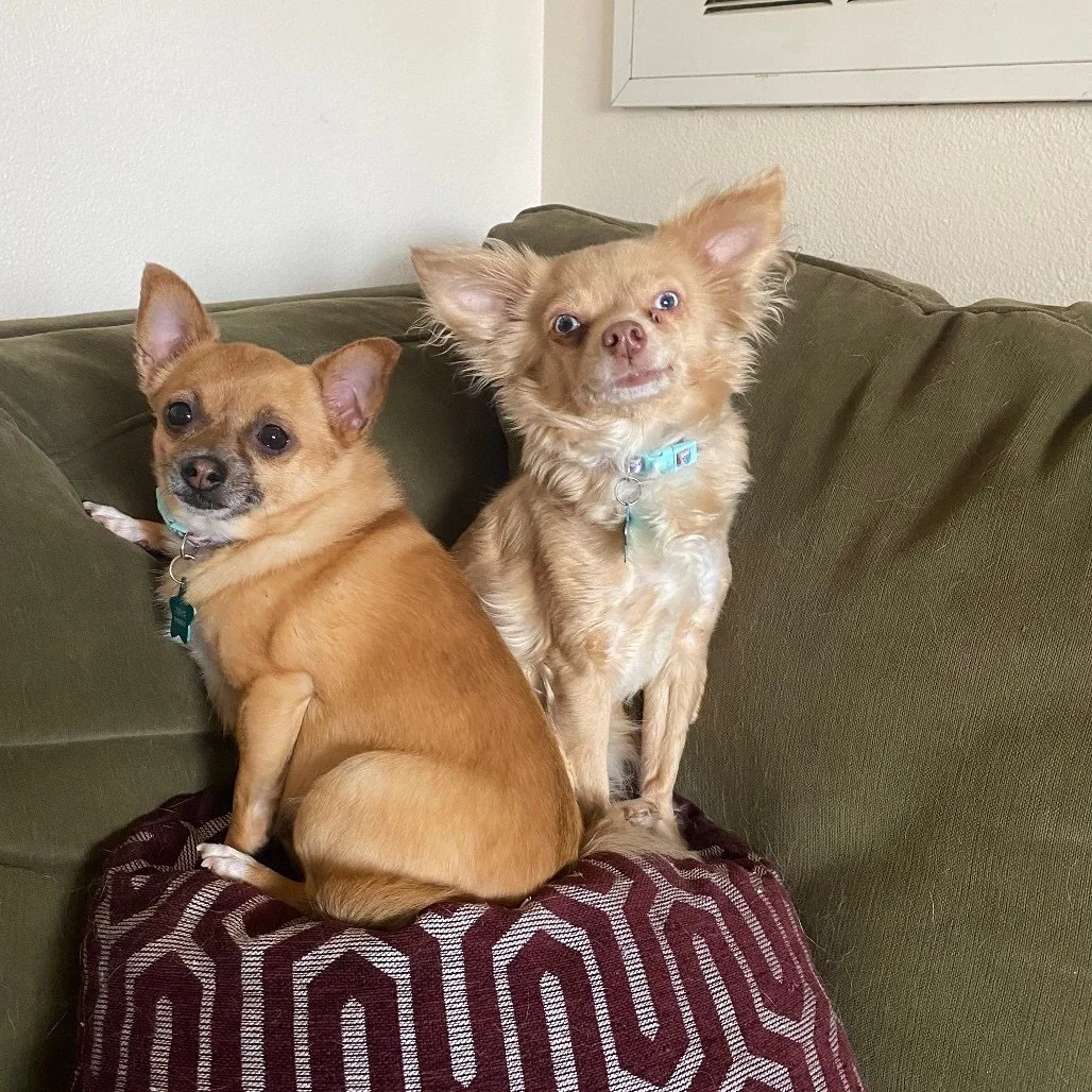 💛🐾 Cuteness Overload: Meet Piper and Pequena 🐾💛

Bonded pair in a pint sized package! 

💛 Piper

Piper is soft, fluffy, and sweet. She needs a moment before she shows you her huge heart. She has lived her whole life with her best friend, Pequena