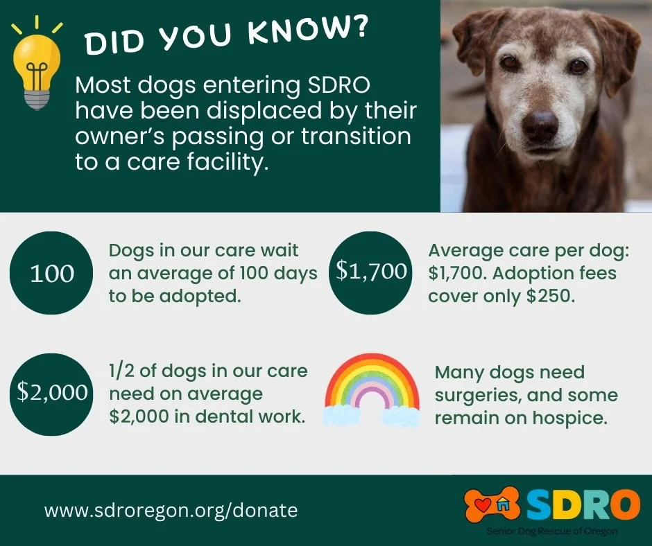 As we look back on 2025, our hearts are full. ❤️
This year, 47 senior dogs began a new chapter in loving homes. From Odie to Rocky, Adrian, and Tita, every dog reminded us what happens when compassion meets action. 🐾

None of this would happen witho